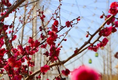 泰山花海景区春季花期播出！赏花时间表~